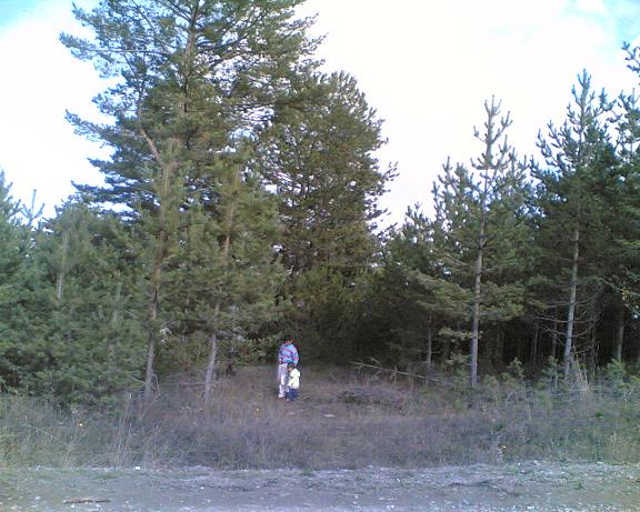 DAGDA MANTAR TOPLAMA     KLKUYU DAGI
