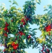Dosya adı : kiraz.jpg
Dosya boyutu : 99KB
Boyutları : 290x296
Eklenme tarihi : kiraz.jpg