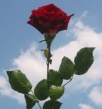 Dosya adı : single_red_rose.jpg
Dosya boyutu : 17KB
Boyutları : 233x250
Eklenme tarihi : single_red_rose.jpg