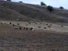 Dosya adı : koyunlar2.jpg
Dosya boyutu : 15KB
Boyutları : 416x312
Eklenme tarihi : koyunlar2.jpg