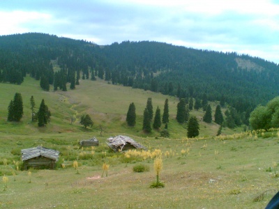 tosya ahmetoglu koyu yayla
