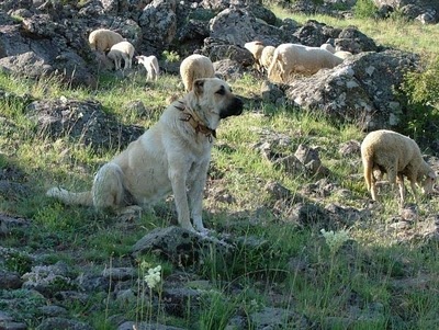 yazcam kangal
